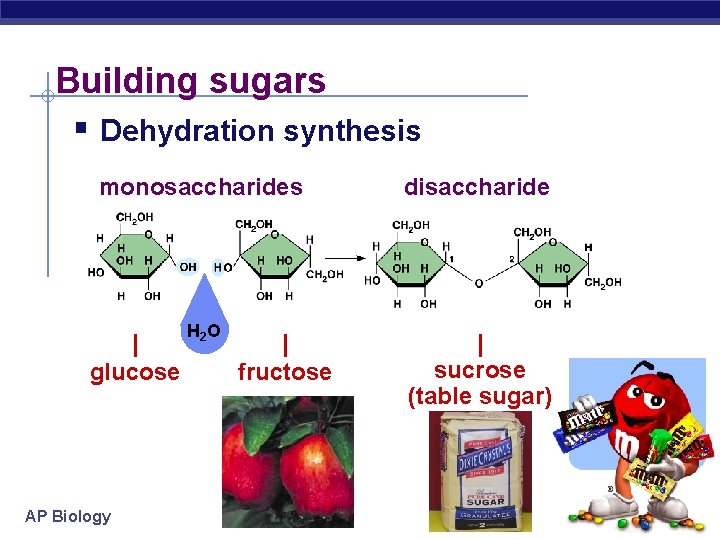 Building sugars § Dehydration synthesis monosaccharides disaccharide H 2 O | sucrose (table sugar)