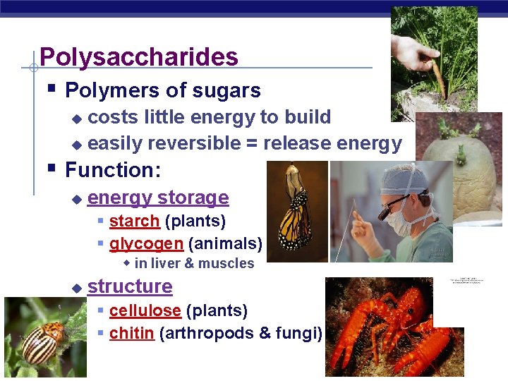 Polysaccharides § Polymers of sugars costs little energy to build u easily reversible =