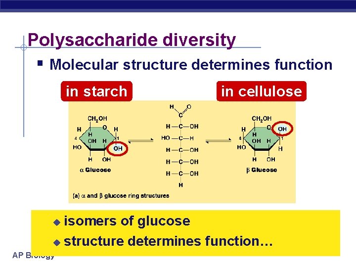 Polysaccharide diversity § Molecular structure determines function in starch in cellulose isomers of glucose