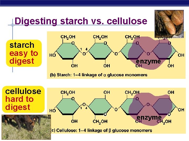 Digesting starch vs. cellulose starch easy to digest enzyme cellulose hard to digest enzyme