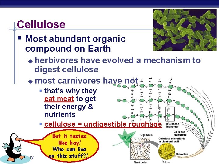 Cellulose § Most abundant organic compound on Earth herbivores have evolved a mechanism to