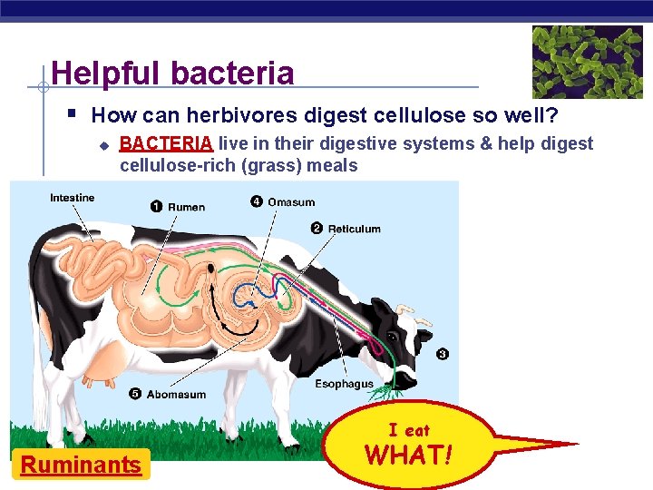 Helpful bacteria § How can herbivores digest cellulose so well? u BACTERIA live in