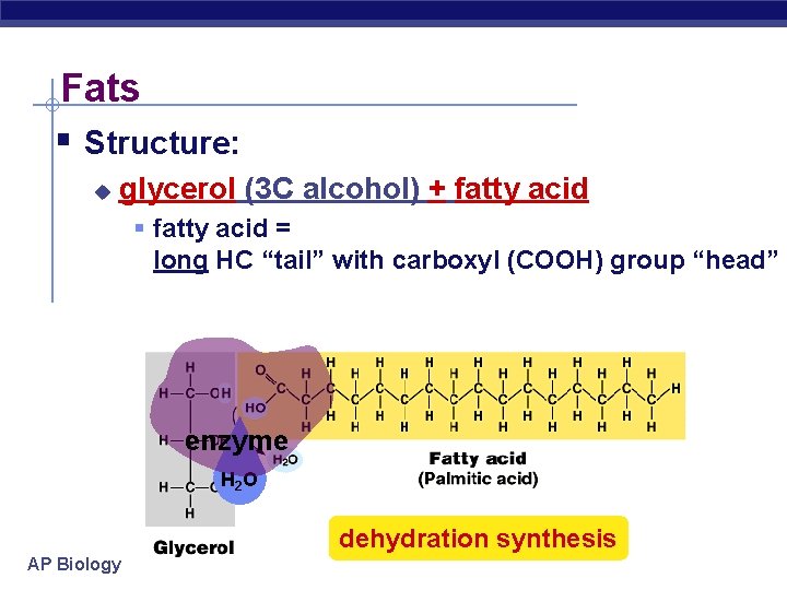 Fats § Structure: u glycerol (3 C alcohol) + fatty acid § fatty acid
