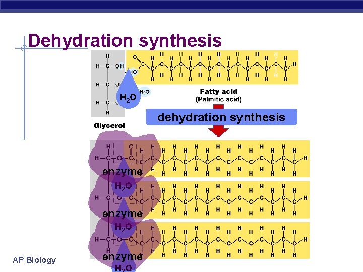 Dehydration synthesis H 2 O dehydration synthesis enzyme H 2 O AP Biology enzyme