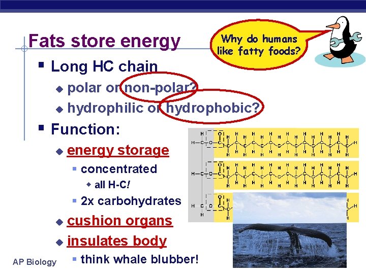 Fats store energy § Long HC chain Why do humans like fatty foods? polar