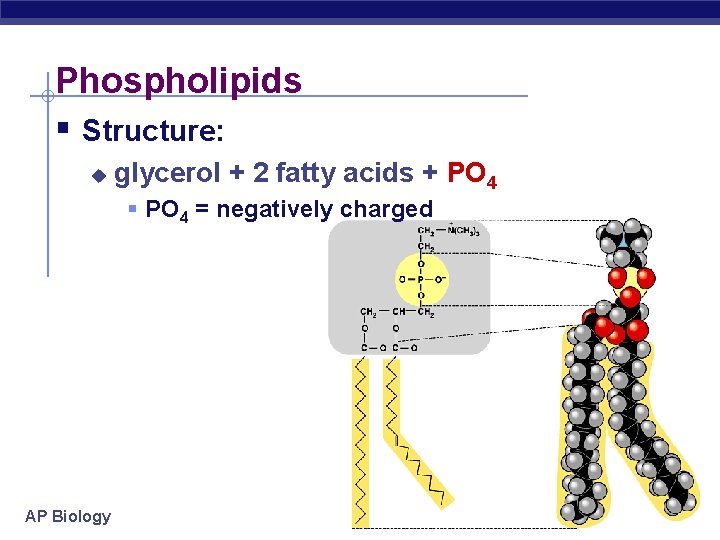 Phospholipids § Structure: u glycerol + 2 fatty acids + PO 4 § PO