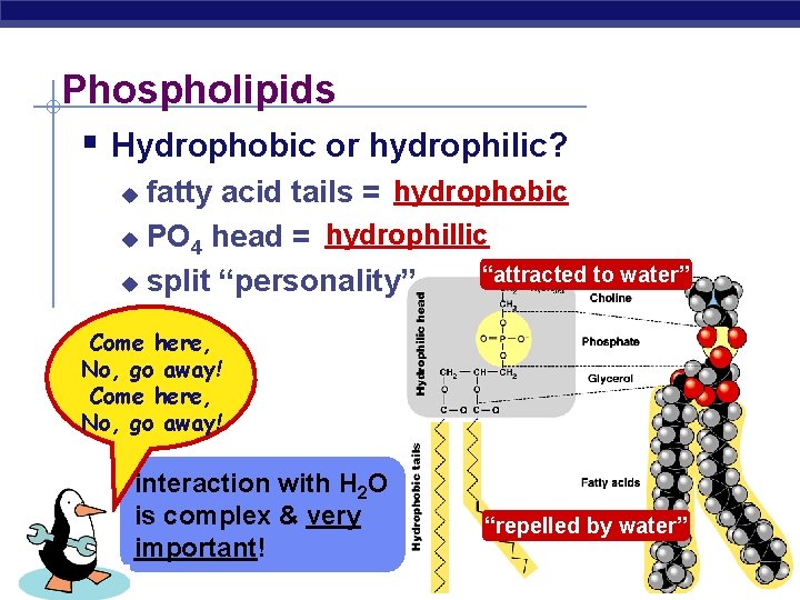 Phospholipids § Hydrophobic or hydrophilic? fatty acid tails = hydrophobic u PO 4 head