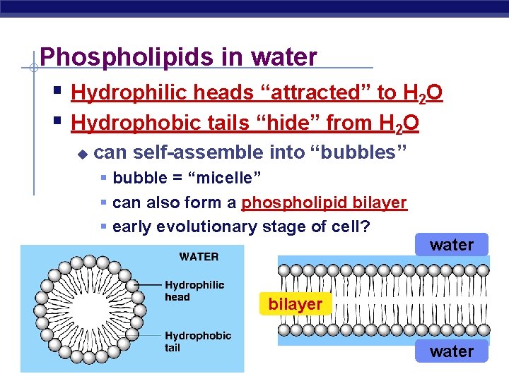 Phospholipids in water § Hydrophilic heads “attracted” to H 2 O § Hydrophobic tails