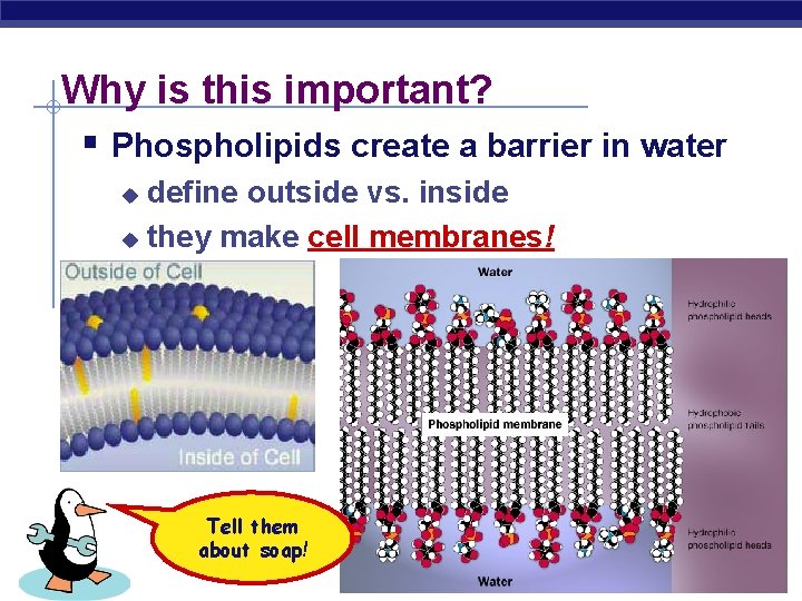 Why is this important? § Phospholipids create a barrier in water define outside vs.