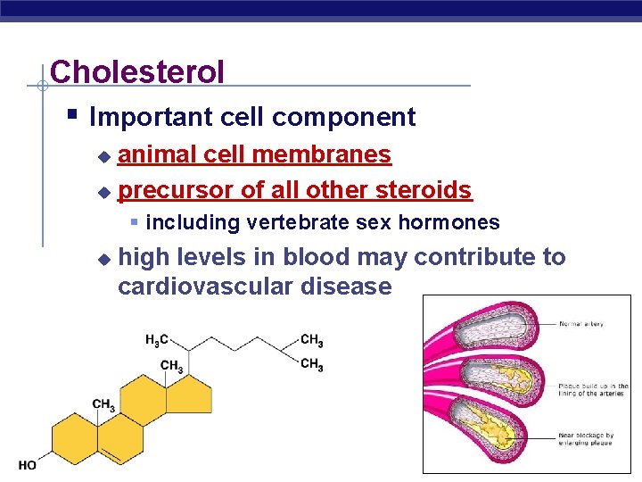 Cholesterol § Important cell component animal cell membranes u precursor of all other steroids
