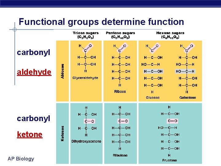 Functional groups determine function carbonyl aldehyde carbonyl ketone AP Biology 