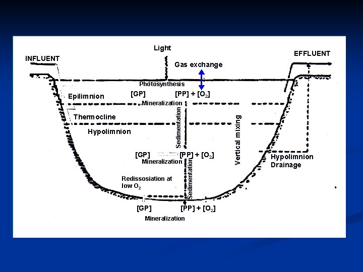 Light INFLUENT EFFLUENT Gas exchange Photosynthesis [GP] Epilimnion [PP] + [O 2] Hypolimnion [GP]