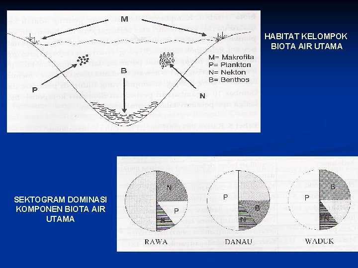 HABITAT KELOMPOK BIOTA AIR UTAMA SEKTOGRAM DOMINASI KOMPONEN BIOTA AIR UTAMA 