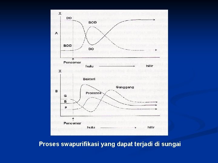 Proses swapurifikasi yang dapat terjadi di sungai 