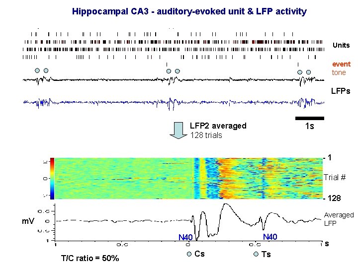 Hippocampal CA 3 - auditory-evoked unit & LFP activity Units event tone LFPs 1