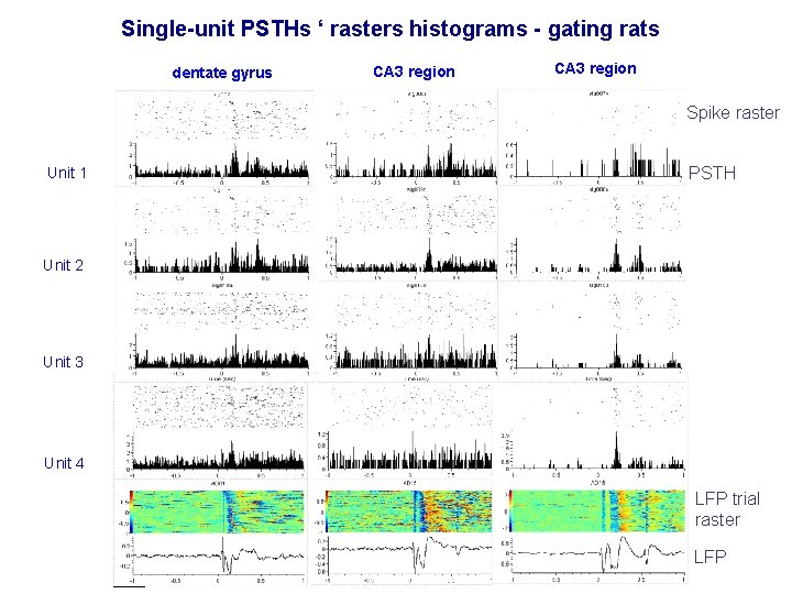 Single-unit PSTHs ‘ rasters histograms - gating rats dentate gyrus CA 3 region Spike
