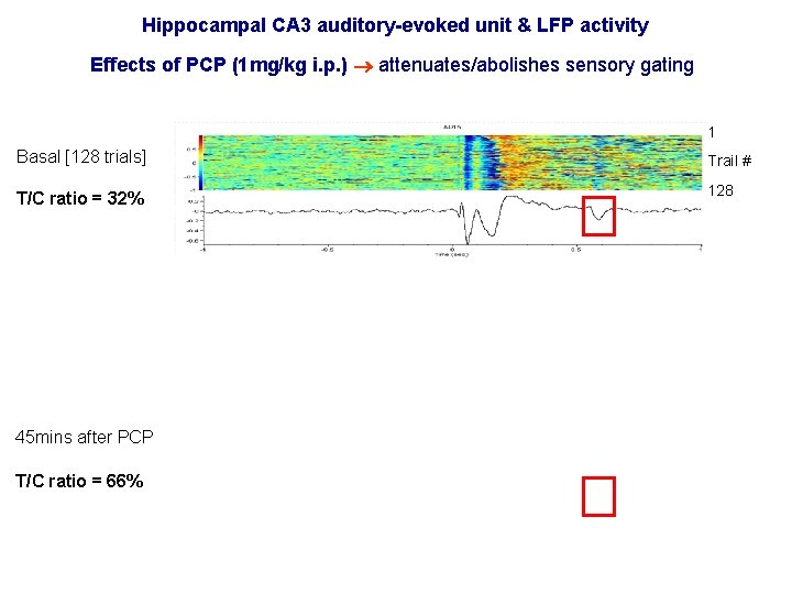 Hippocampal CA 3 auditory-evoked unit & LFP activity Effects of PCP (1 mg/kg i.