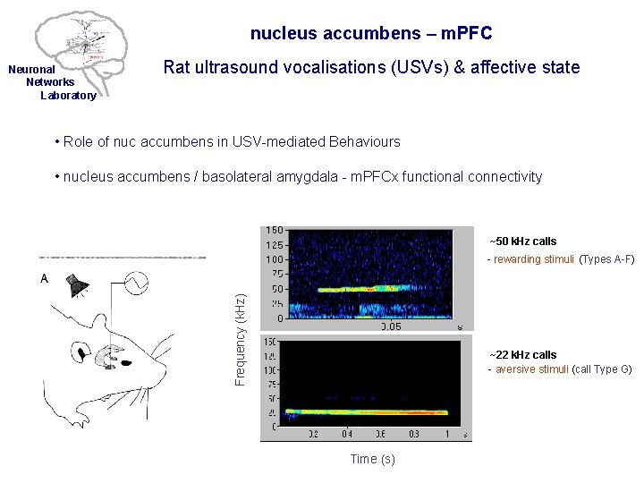 nucleus accumbens – m. PFC Neuronal Networks Laboratory Rat ultrasound vocalisations (USVs) & affective
