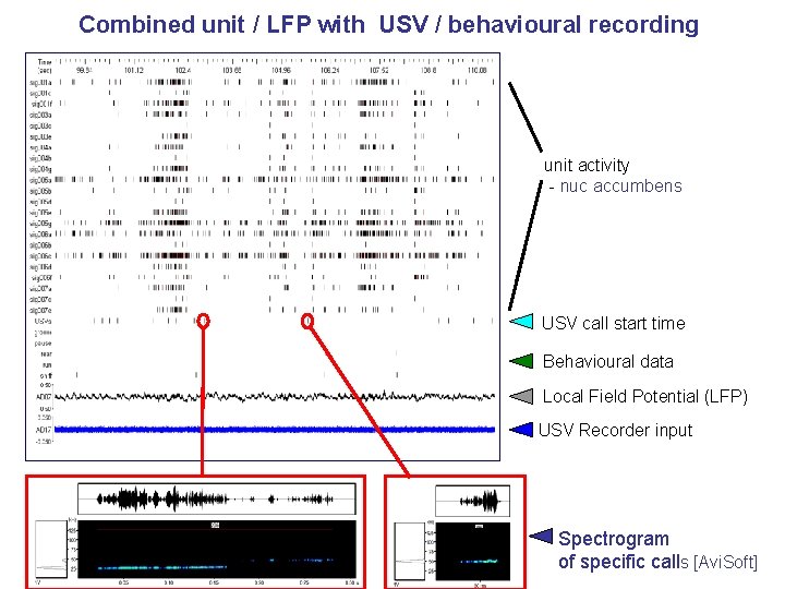 Combined unit / LFP with USV / behavioural recording unit activity - nuc accumbens