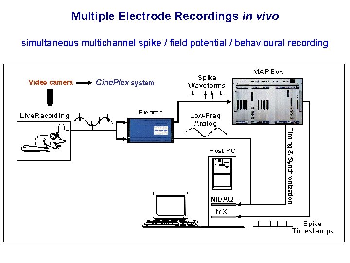 Multiple Electrode Recordings in vivo simultaneous multichannel spike / field potential / behavioural recording