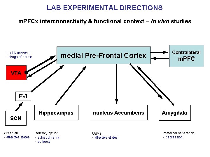 LAB EXPERIMENTAL DIRECTIONS m. PFCx interconnectivity & functional context – in vivo studies -