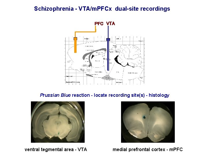 Schizophrenia - VTA/m. PFCx dual-site recordings PFC VTA Prussian Blue reaction - locate recording
