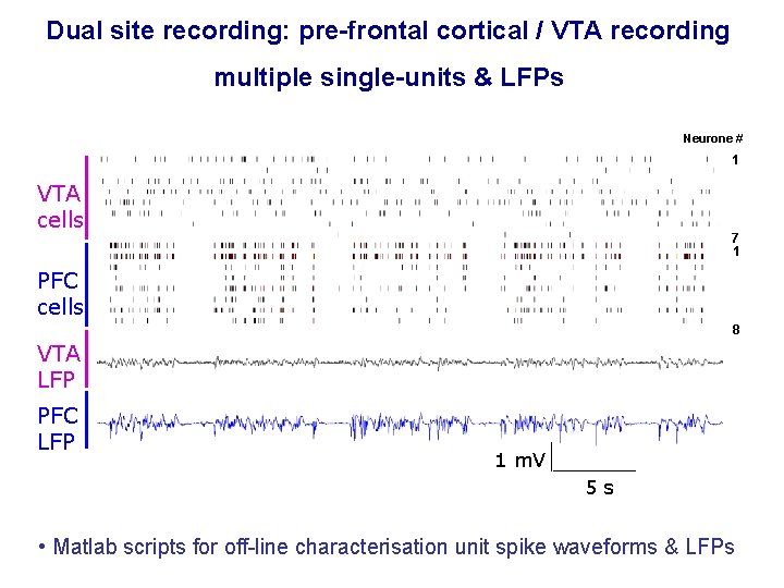 Dual site recording: pre-frontal cortical / VTA recording multiple single-units & LFPs Neurone #