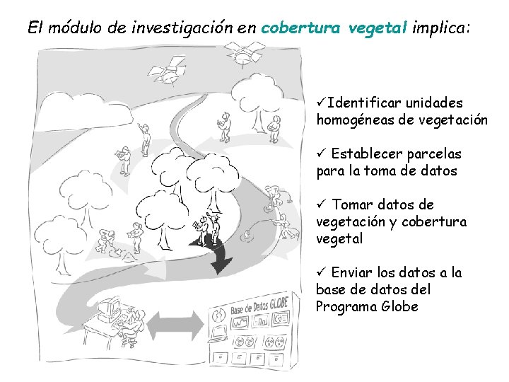 El módulo de investigación en cobertura vegetal implica: üIdentificar unidades homogéneas de vegetación ü