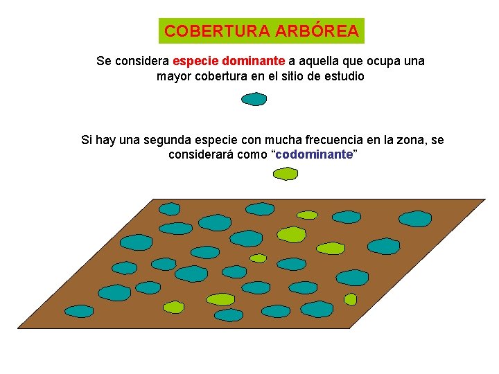 COBERTURA ARBÓREA Se considera especie dominante a aquella que ocupa una mayor cobertura en