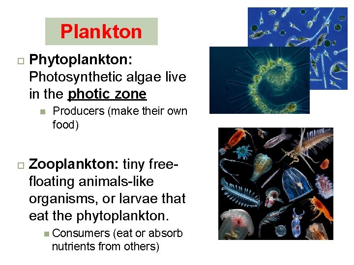 Plankton Phytoplankton: Photosynthetic algae live in the photic zone Producers (make their own food)