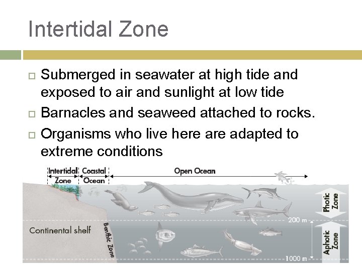 Intertidal Zone Submerged in seawater at high tide and exposed to air and sunlight