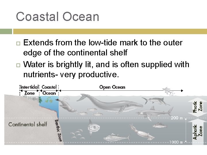 Coastal Ocean Extends from the low-tide mark to the outer edge of the continental