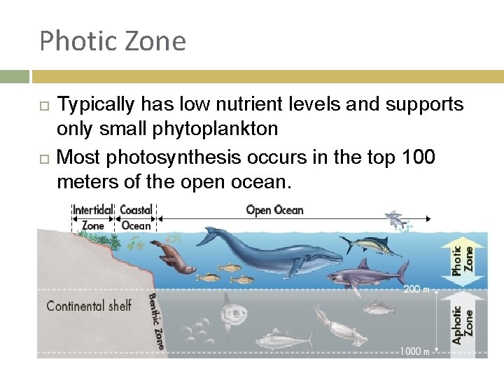 Photic Zone Typically has low nutrient levels and supports only small phytoplankton Most photosynthesis