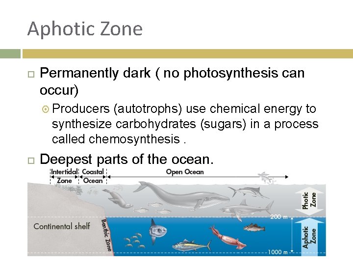 Aphotic Zone Permanently dark ( no photosynthesis can occur) Producers (autotrophs) use chemical energy