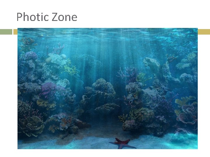 Photic Zone 