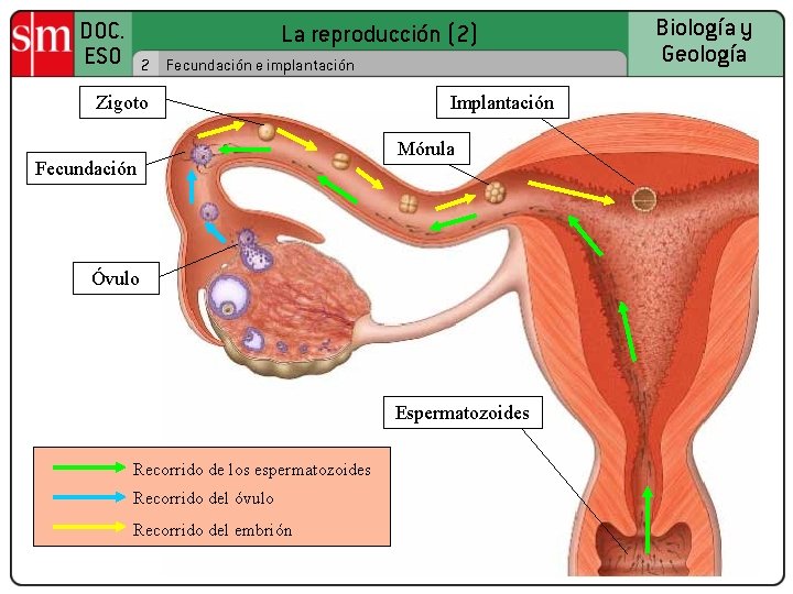 DOC. ESO La reproducción (2) 2 Fecundación e implantación Zigoto Fecundación Implantación Mórula Óvulo