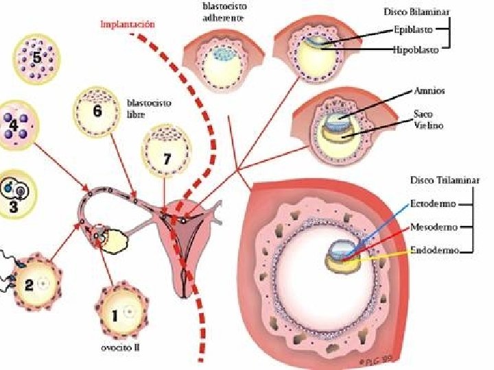 DOC. ESO La reproducción (2) Biología y Geología 