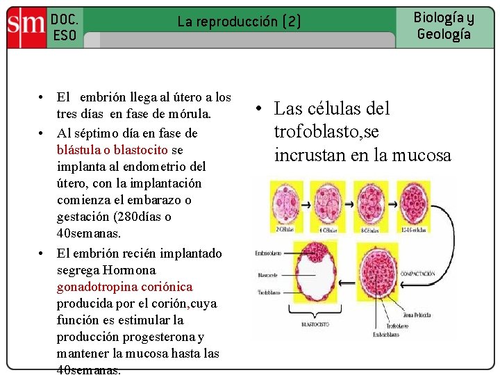 DOC. ESO La reproducción (2) • El embrión llega al útero a los tres