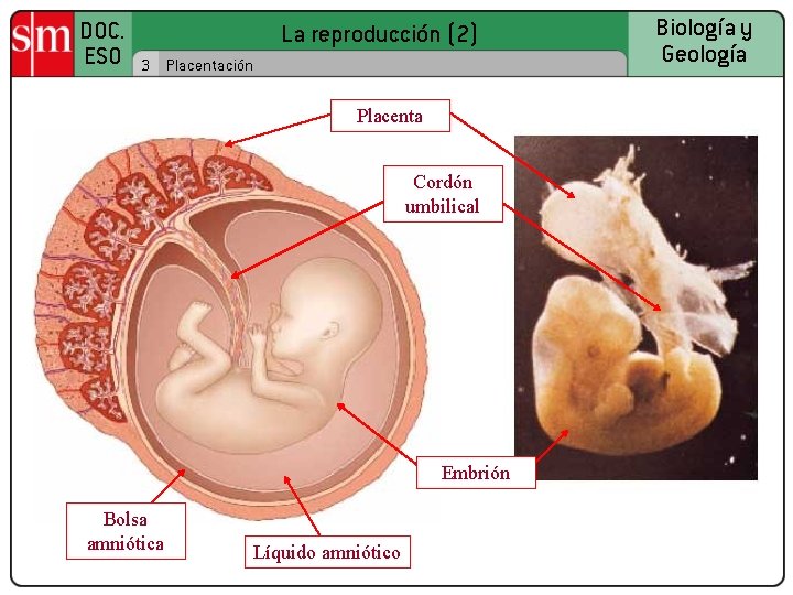 DOC. ESO La reproducción (2) 3 Placentación Placenta Cordón umbilical Embrión Bolsa amniótica Líquido