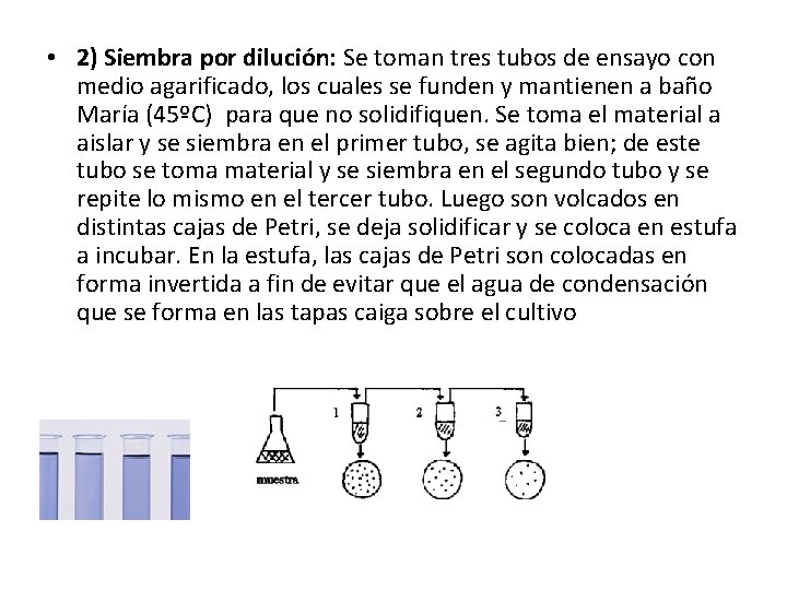  • 2) Siembra por dilución: Se toman tres tubos de ensayo con medio