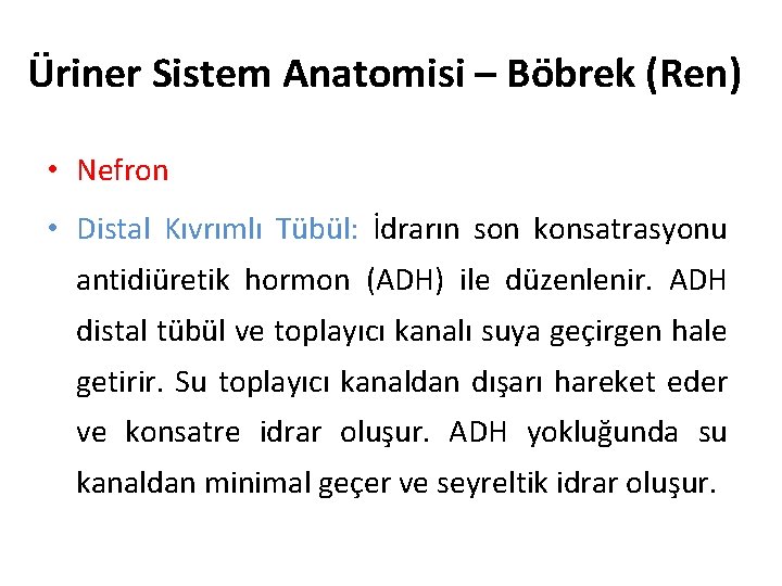 Üriner Sistem Anatomisi – Böbrek (Ren) • Nefron • Distal Kıvrımlı Tübül: İdrarın son