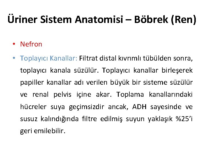 Üriner Sistem Anatomisi – Böbrek (Ren) • Nefron • Toplayıcı Kanallar: Filtrat distal kıvrımlı