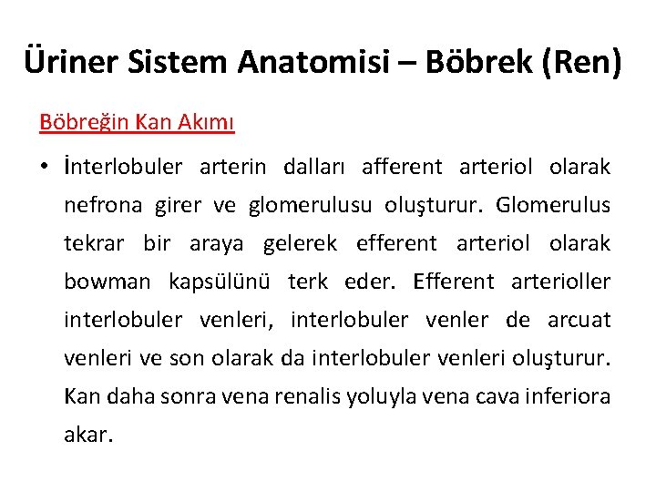 Üriner Sistem Anatomisi – Böbrek (Ren) Böbreğin Kan Akımı • İnterlobuler arterin dalları afferent