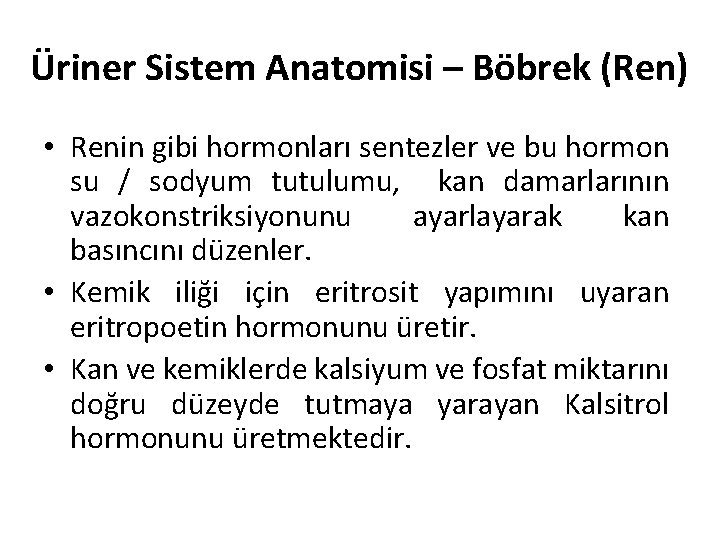 Üriner Sistem Anatomisi – Böbrek (Ren) • Renin gibi hormonları sentezler ve bu hormon