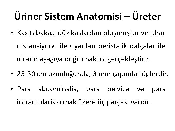 Üriner Sistem Anatomisi – Üreter • Kas tabakası düz kaslardan oluşmuştur ve idrar distansiyonu