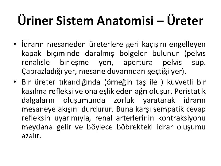 Üriner Sistem Anatomisi – Üreter • İdrarın mesaneden üreterlere geri kaçışını engelleyen kapak biçiminde