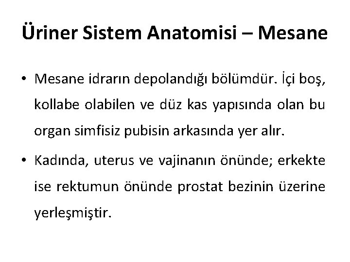 Üriner Sistem Anatomisi – Mesane • Mesane idrarın depolandığı bölümdür. İçi boş, kollabe olabilen