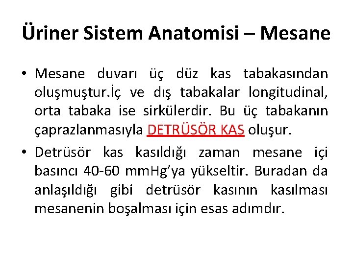 Üriner Sistem Anatomisi – Mesane • Mesane duvarı üç düz kas tabakasından oluşmuştur. İç