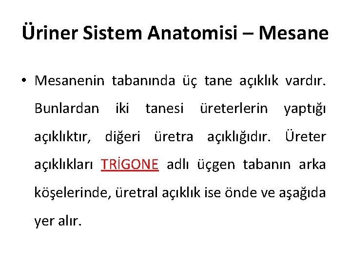 Üriner Sistem Anatomisi – Mesane • Mesanenin tabanında üç tane açıklık vardır. Bunlardan iki