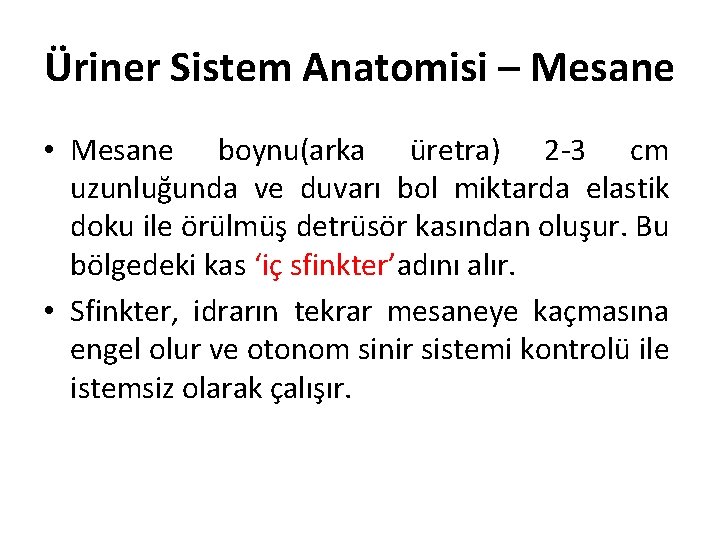 Üriner Sistem Anatomisi – Mesane • Mesane boynu(arka üretra) 2 -3 cm uzunluğunda ve
